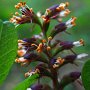 Mock Locust (Amorpha californica): The endemic California Dogface Butterfly larva feed on this native bush.